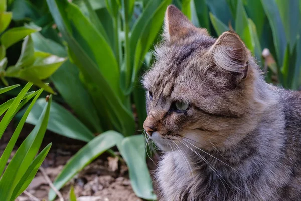 Adorabile gatto sta giocando nel cortile — Foto Stock
