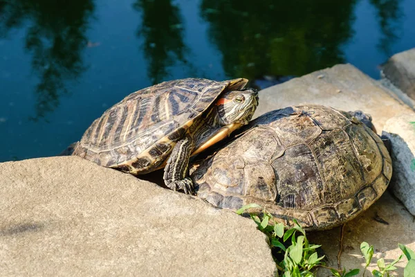 Roodoorschuifschildpad, groep in vijver — Stockfoto