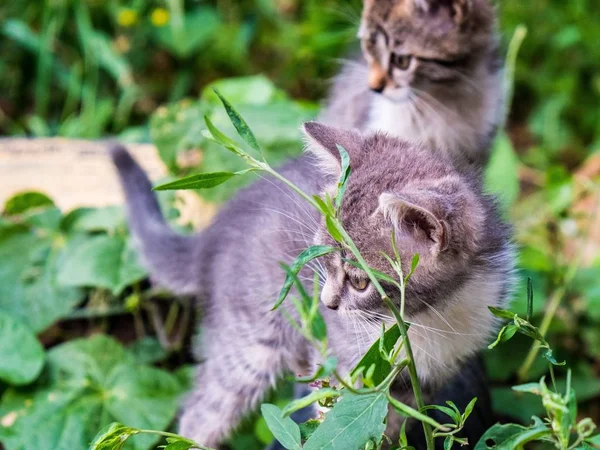 Kitten cat stray cute pet. outside. — 스톡 사진