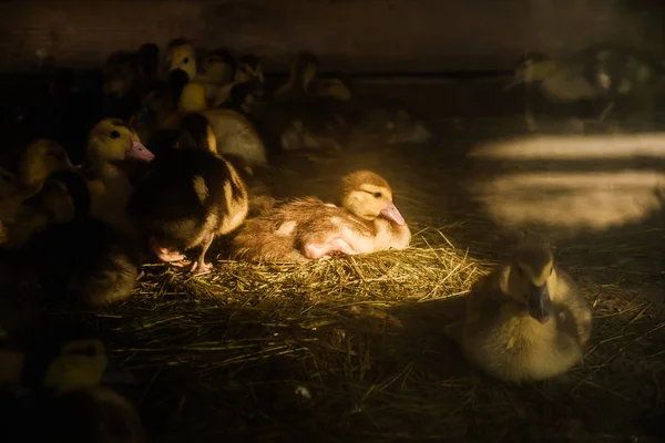 Mnoho malých domácích kachen na drůbežím dvoře chodí po trávě na farmě. ekonomika — Stock fotografie