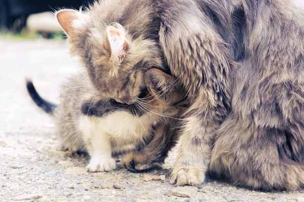 Kitten cat stray cute pet. domestic poor. — 스톡 사진
