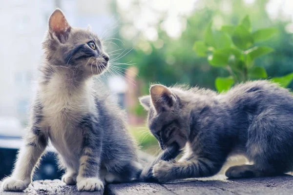 Kitten cat stray cute pet. outside abandoned. — Stockfoto