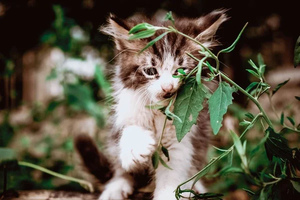 Kitten cat stray cute pet. poor homeless. — 스톡 사진