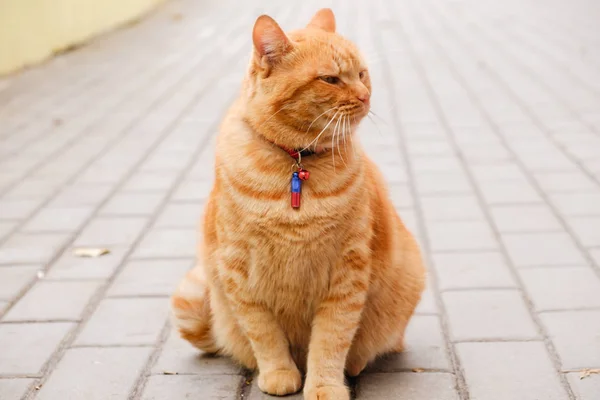 Rote schöne Katze sitzt auf dem Bürgersteig — Stockfoto