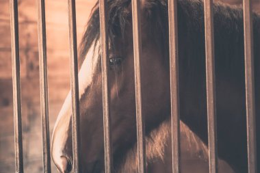 At ahırı çiftlik hayvanı, ahşap kulübe..
