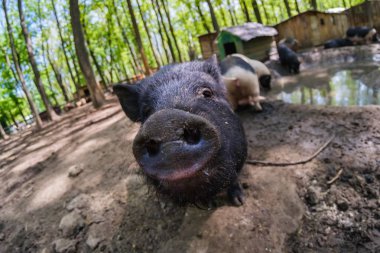 Çiftlikteki domuz hayvan, evcil memeli burnu, yeşil yakın plan..