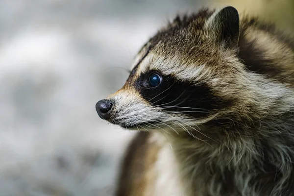 Raccoon face cute animal curiosity, alertness. — Stockfoto