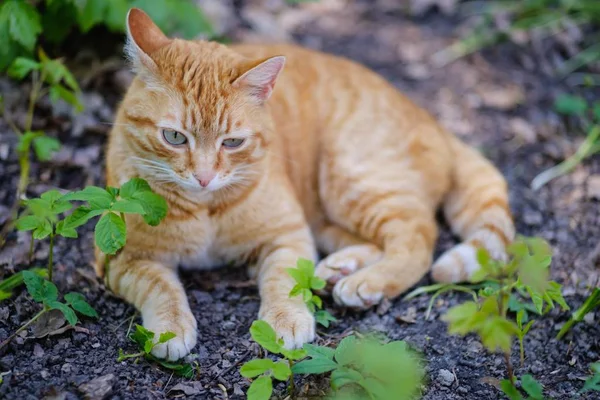 Gato bonito animal de estimação doméstico, retrato adorável . — Fotografia de Stock