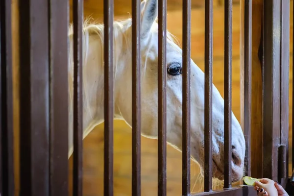 Koňské stáje farmářský ranč zvíře, klisna koňovitých. — Stock fotografie