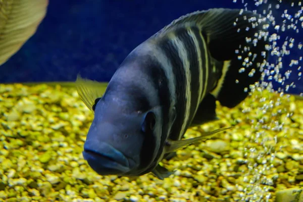 Akvaryum balığı tropikal sualtı hayvanı, okyanus tuzlu su. — Stok fotoğraf