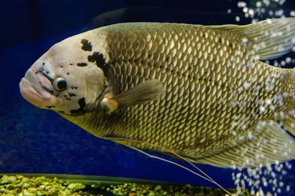 Aquarium fish tropical underwater animal, ocean exotic. — Stock Photo, Image