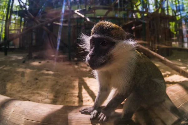 माकडांना सुंदर वन, हिरवा चेहरा . — स्टॉक फोटो, इमेज