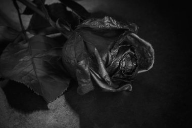 Siyah gül. Kavramı, hüzün sembolü, melankoli ve üzgün ruh hali.