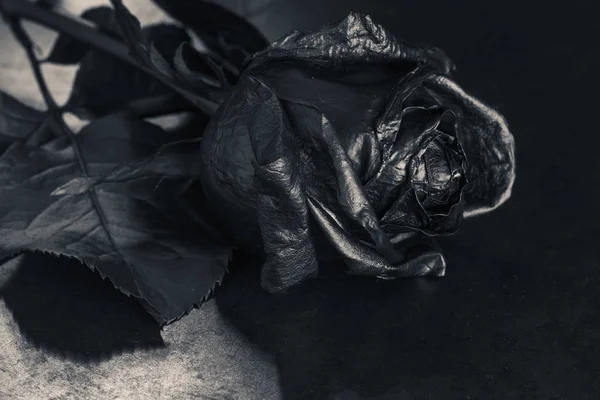 Rosa Negra. Conceito, símbolo de tristeza, melancolia e humor triste . — Fotografia de Stock