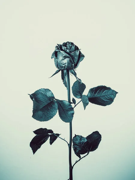Schwarze Rose Blume auf weißem Hintergrund — Stockfoto