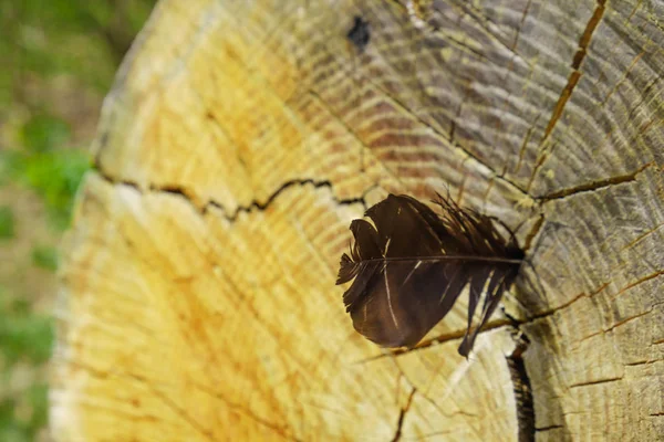 Pluma de pájaro, clavada en la corteza del árbol. Concepto ligero — Foto de Stock