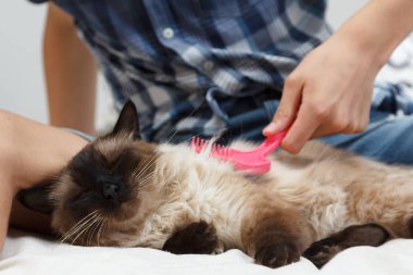 Kedi kürkünü önemsiyorum. Taraklı, tüylü kediden el taraması.