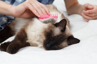 Kedi kürkünü önemsiyorum. Taraklı, tüylü kediden el taraması.