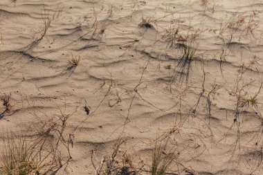 Doğadaki kumda kertenkele vahşi yaşam çölü, sürüngen, pullar.