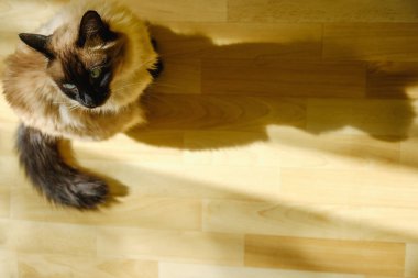 Şirin Bali kedi oturma rahat oturma odasına akması öğleden sonra güneş ışığı altında.