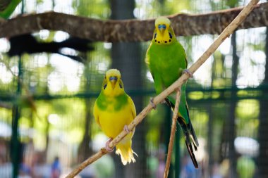 Birlikte bir ağaç dalı üzerinde oturan cennet papağanı papağan