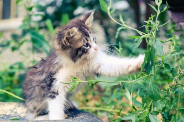 Kedi yavrusu başıboş sevimli bir hayvan. Güzel evsiz.