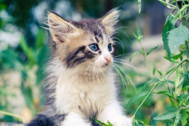 Kedi yavrusu başıboş sevimli bir hayvan. Zavallı kedicik..