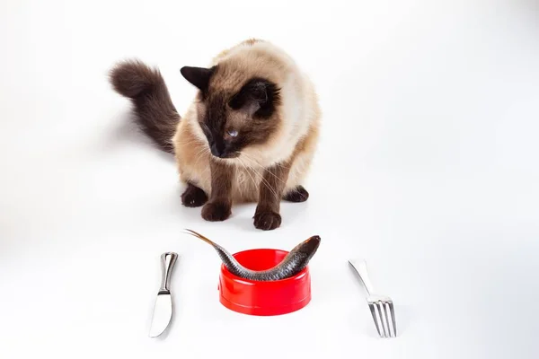 Домашня кішка їсть їжу з миски, кошеня . — стокове фото