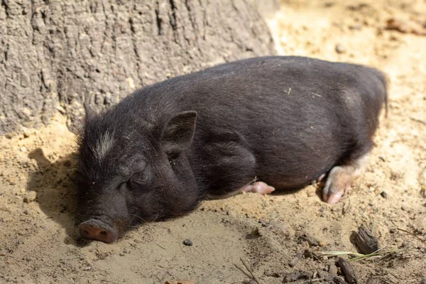 Farm animal piglet young domestic, grass. — 스톡 사진