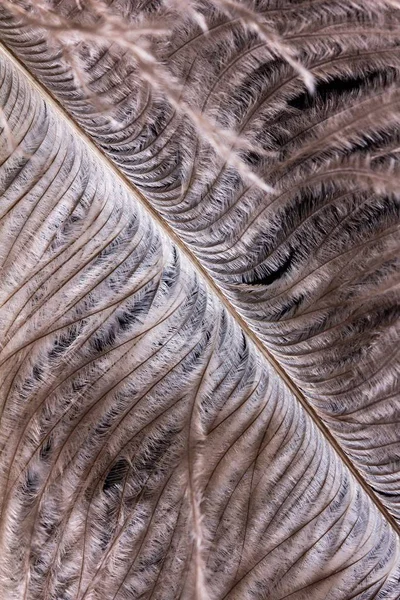 Φτερό στρουθοκαμήλου σε μαύρο φόντο, φτερό πουλιού, αφράτο. — Φωτογραφία Αρχείου