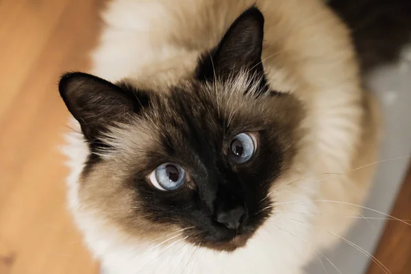 Blue eyed feline lazzy cute pet. — 스톡 사진