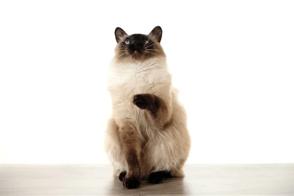 Gato balinés sentado sobre fondo blanco — Foto de Stock