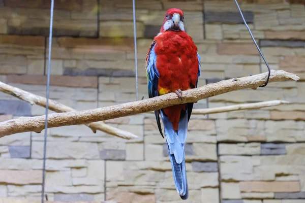 케이지에 지점에 앉아 화려한 빨간 앵무새. — 스톡 사진
