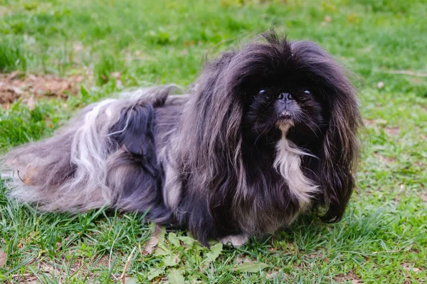 Cute black puppy funny pekingese dog — 스톡 사진