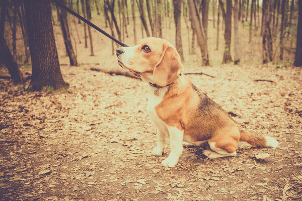 Portrait of a Basset Hound outdoors
