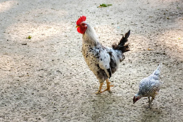 Kakas és egy csirke fut a homokban a vidéki farmon.. — Stock Fotó