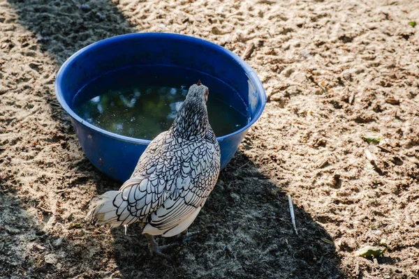 Csirke fut végig a homokon a vidéki gazdaságban. — Stock Fotó