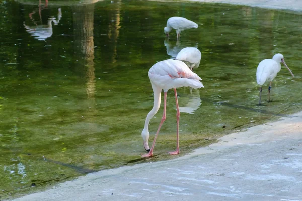 Flamboyance de flamingos maiores pairando na água em luz dourada ao pôr do sol — Fotografia de Stock