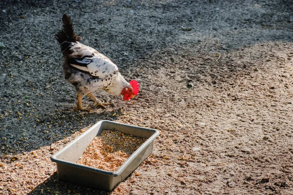 Rooster fut végig a homokon a vidéki gazdaságban. — Stock Fotó