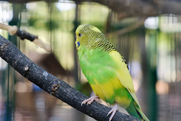 Loros tortolitos sentados juntos en una rama de árbol — Foto de Stock