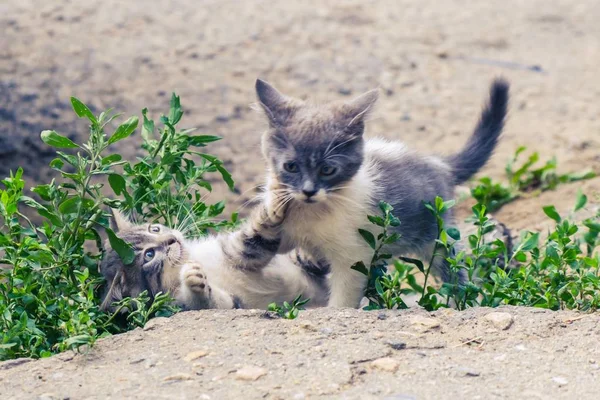 Kitten cat stray cute pet. homelessness. — 스톡 사진