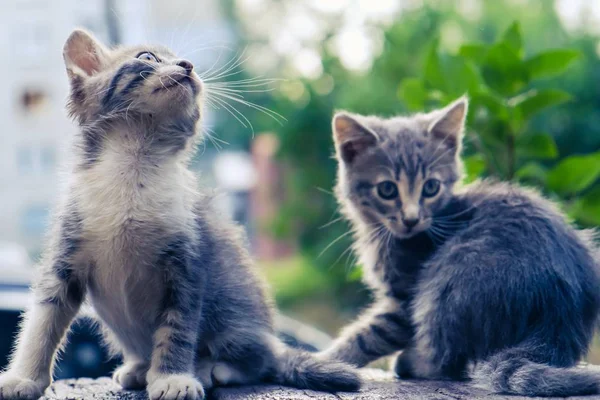 Gatito gato perdido lindo mascota. solo afuera . —  Fotos de Stock