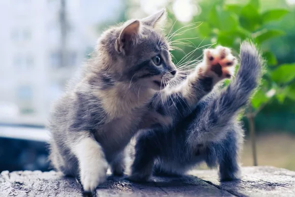 Gattino gatto randagio carino animale domestico. riparo esterno . — Foto Stock