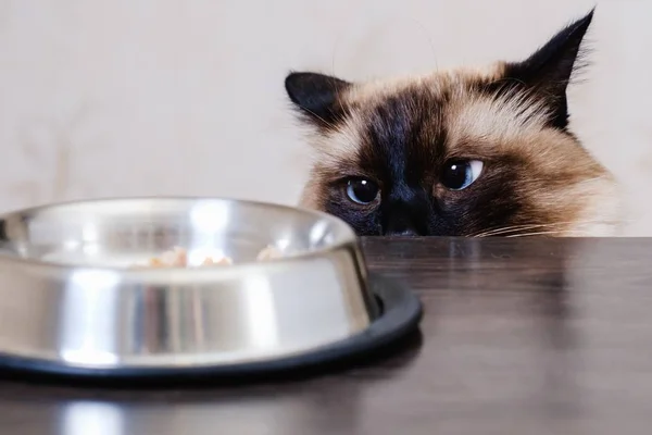 Tigela de comida de gato animal de estimação. chão . — Fotografia de Stock