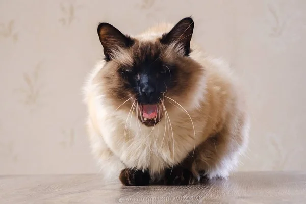 domestic fur animal cat balinese. beautiful.