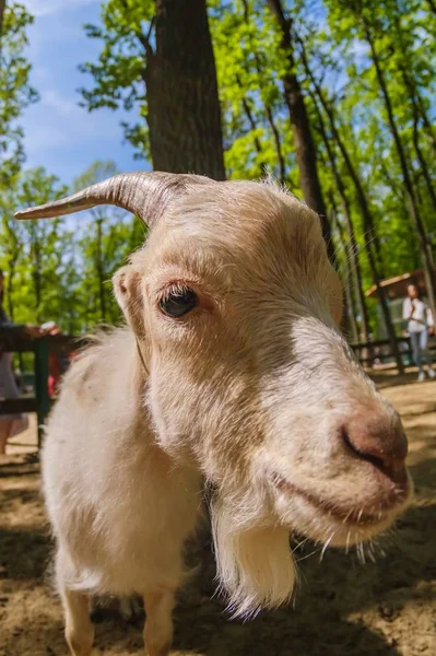 สัตว์แพะฟาร์มสัตว์เลี้ยงลูกด้วยนมในประเทศผม . — ภาพถ่ายสต็อก
