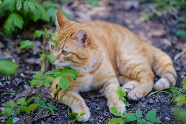Gato lindo animal mascota doméstica, retrato hermoso . —  Fotos de Stock