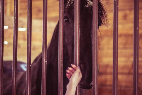 Cavalo estábulo fazenda fazenda animal, barraca equina. — Fotografia de Stock