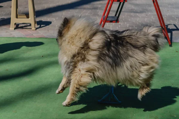 犬の訓練楽しい犬の動物、アクション. — ストック写真