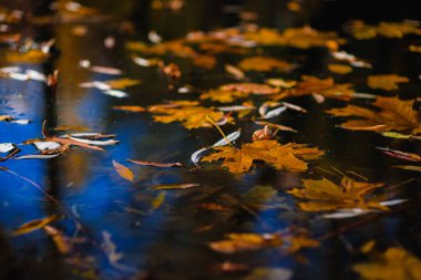 Sonbahar makro akçaağaç yaprağı doğal, park.